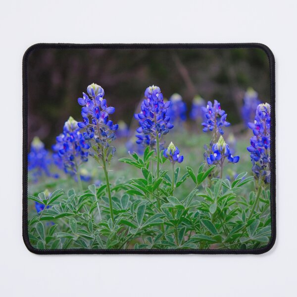 Item preview, Bluebonnets are in Bloom designed and sold by Cathy Jones.