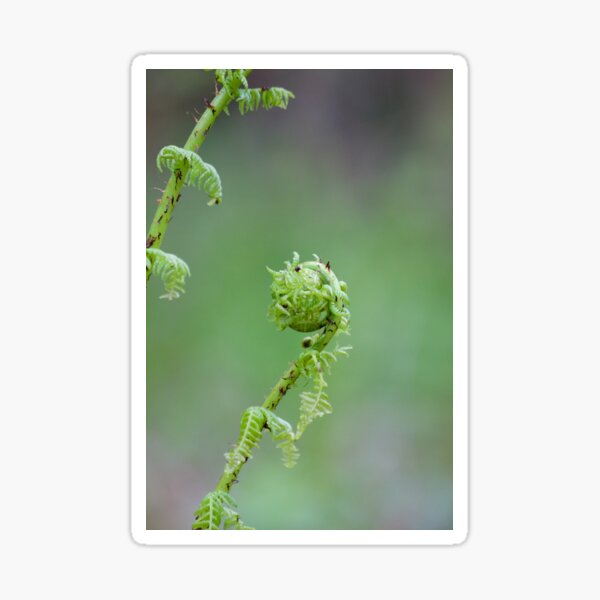 Item preview, Fiddlehead designed and sold by couragesings.