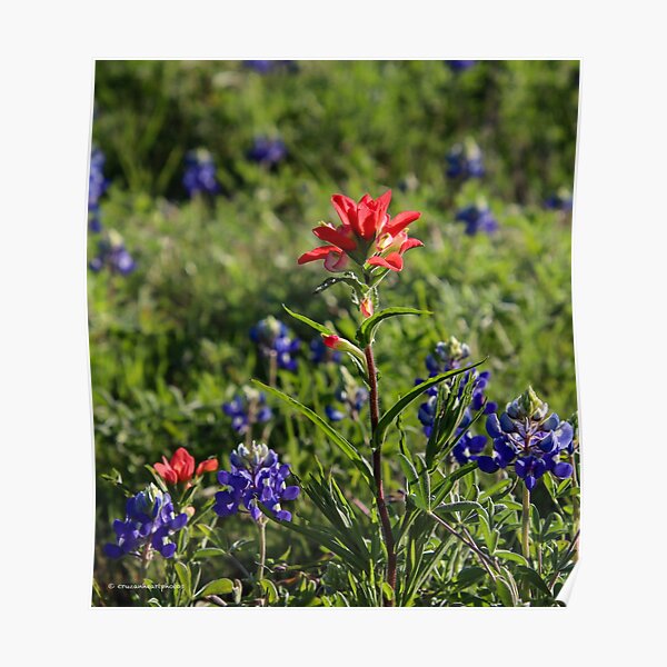 Bluebonnets and Indian Paintbrushes Poster