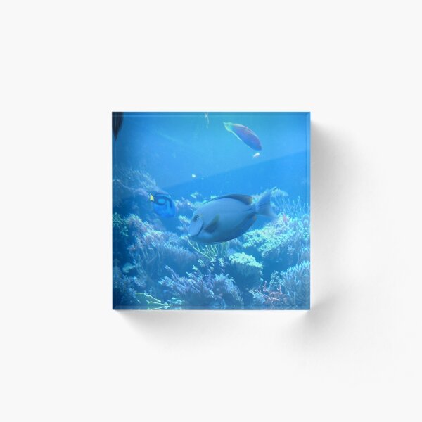 Tropical Fish Blue Tang Acrylic Block