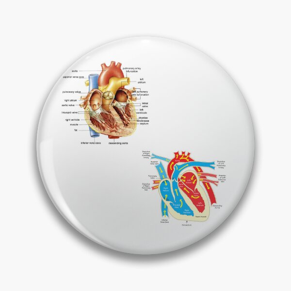 Item preview, Heart anatomy  designed and sold by fattim3.