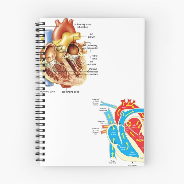 Item preview, Heart anatomy  designed and sold by fattim3.
