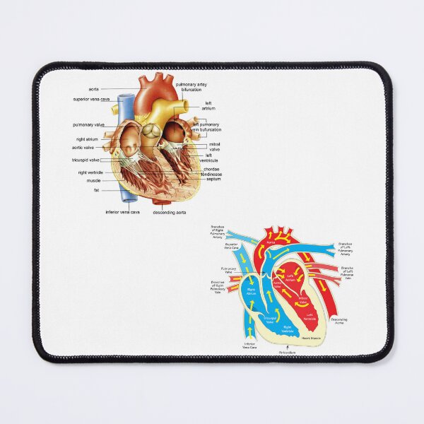 Item preview, Heart anatomy  designed and sold by fattim3.