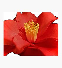 Award Winning Red Camellia Flower Photographic Print