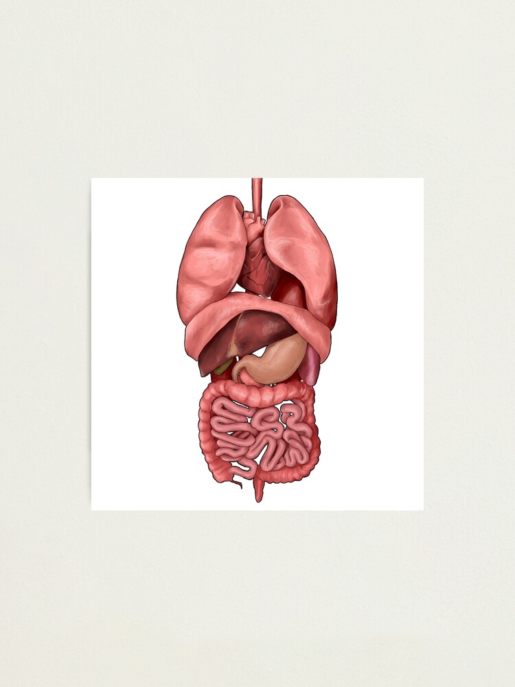 33+ neu Vorrat Anatomie Des Menschen Innere Organe / Welche Organe