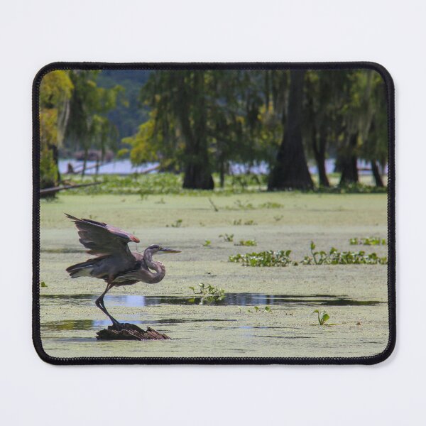 Item preview, Bird Ready for Take Off in Louisiana Swamp designed and sold by jrtwynam.