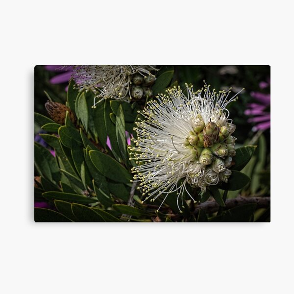 Item preview, White Flower Leith Park Victoria 20170928 1397  designed and sold by Fred Mitchell.