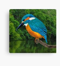 Common Blue Kingfisher Canvas Print