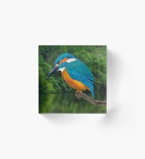 Common Blue Kingfisher Acrylic Block