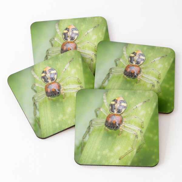 Item preview, A Flat Abdomen Crab Spider (Camaricus maugei) designed and sold by AvonPerception.