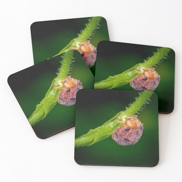 Item preview, A dew covered lady bug! (Epilachna indica) crawling along the petiole  designed and sold by AvonPerception.