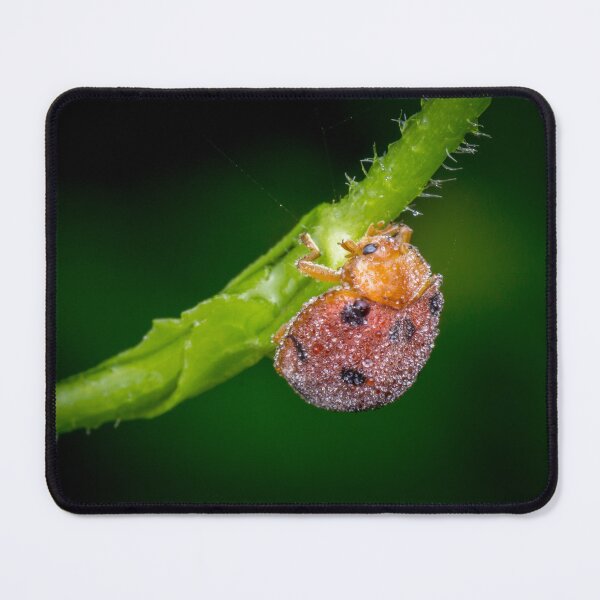 Item preview, A dew covered lady bug! (Epilachna indica) crawling along the petiole designed and sold by AvonPerception.