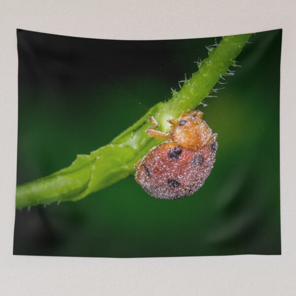 Item preview, A dew covered lady bug! (Epilachna indica) crawling along the petiole  designed and sold by AvonPerception.