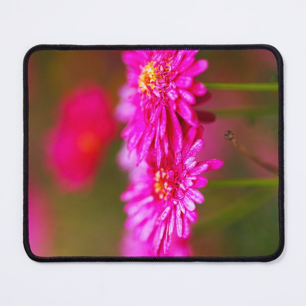 Item preview, Two Hot And Pink Daisies designed and sold by Joy Watson - Natural Light Photography .
