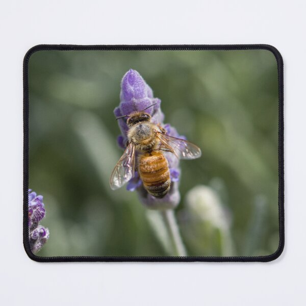 Item preview, Honey Bee 2 designed and sold by Jacquiamber.
