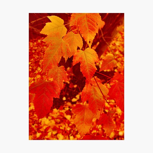 Item preview, Autumn Leaves Aglow designed and sold by kenspics.
