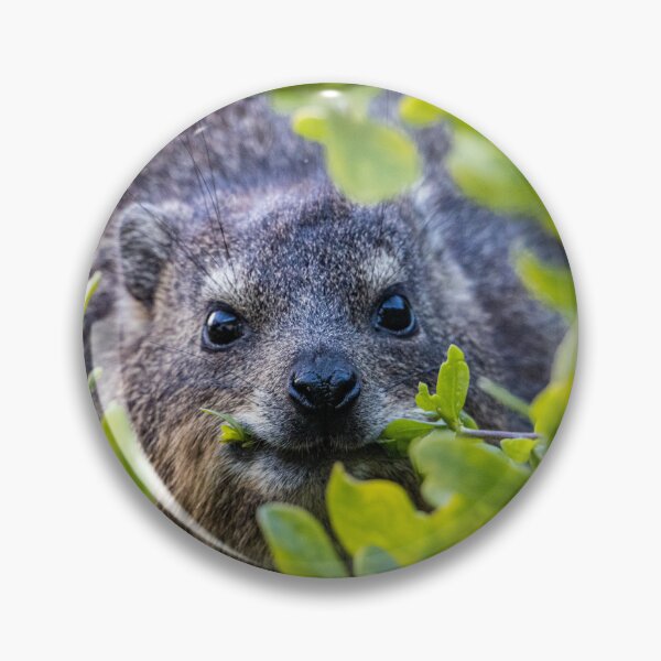 Item preview, Cape Hyrax on Boulders Beach designed and sold by Koolmees.