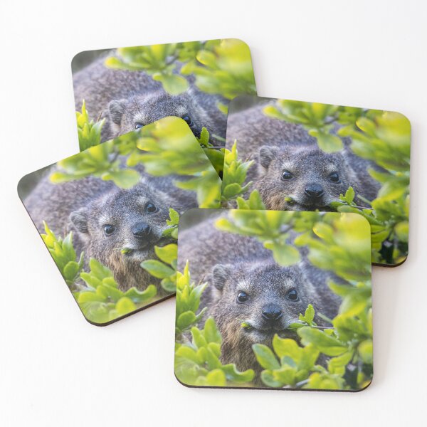 Item preview, Cape Hyrax on Boulders Beach designed and sold by Koolmees.
