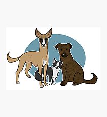 Timber & Chance Photographic Print