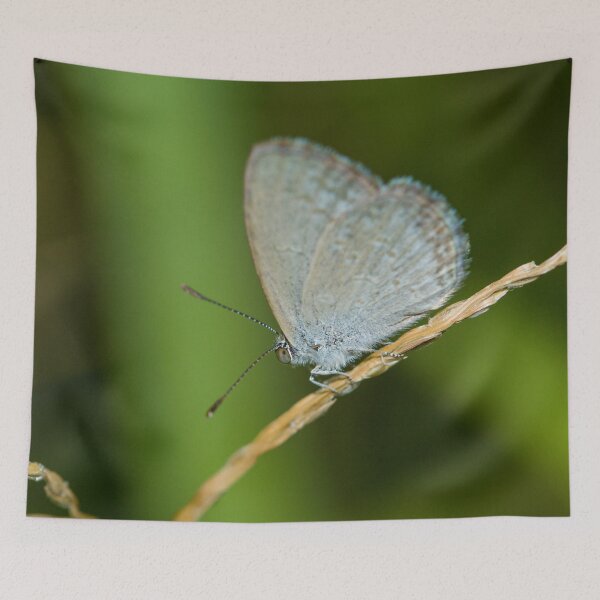 Item preview, Butterfly 4 designed and sold by Jacquiamber.