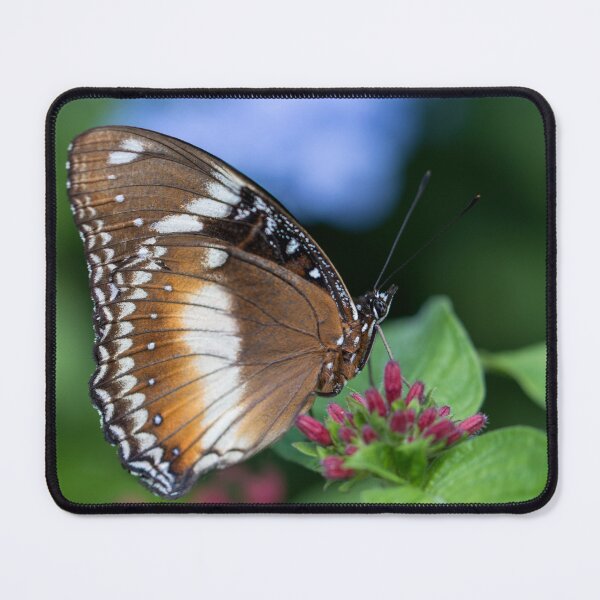 Item preview, Butterfly 5 designed and sold by Jacquiamber.