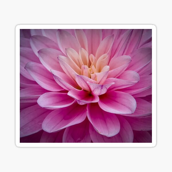 Item preview, New Bloom designed and sold by Viv Thompson Photography .