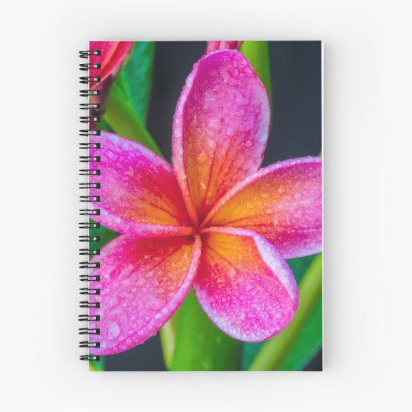 Item preview, Pink Orange Frangipani designed and sold by Keith's Photo Artistry.