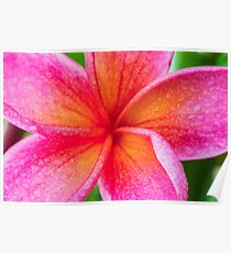 Frangipani Macro Poster