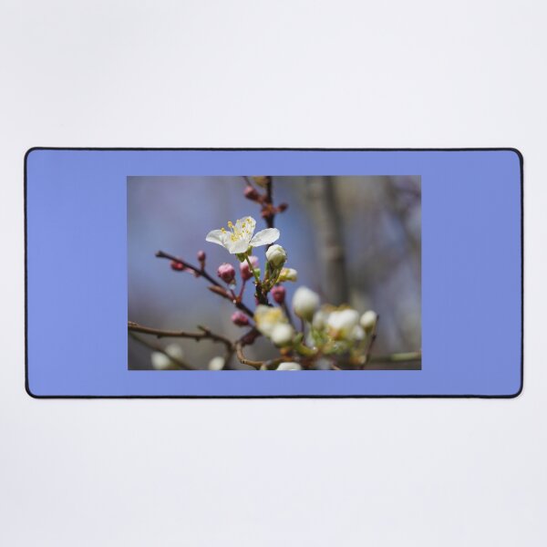 Item preview, Cherry blossoms and plum blossoms in spring with a light blue background designed and sold by Binas-gallery.