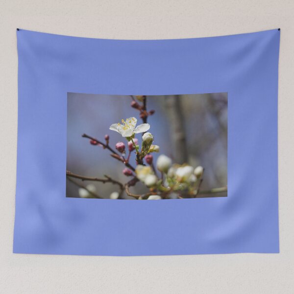Item preview, Cherry blossoms and plum blossoms in spring with a light blue background designed and sold by Binas-gallery.