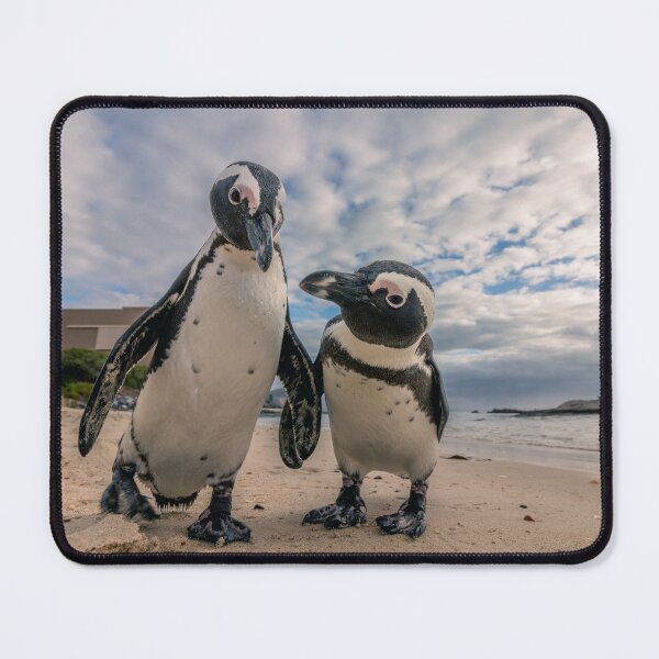 Item preview, Pinguins on Boulders Beach designed and sold by Koolmees.