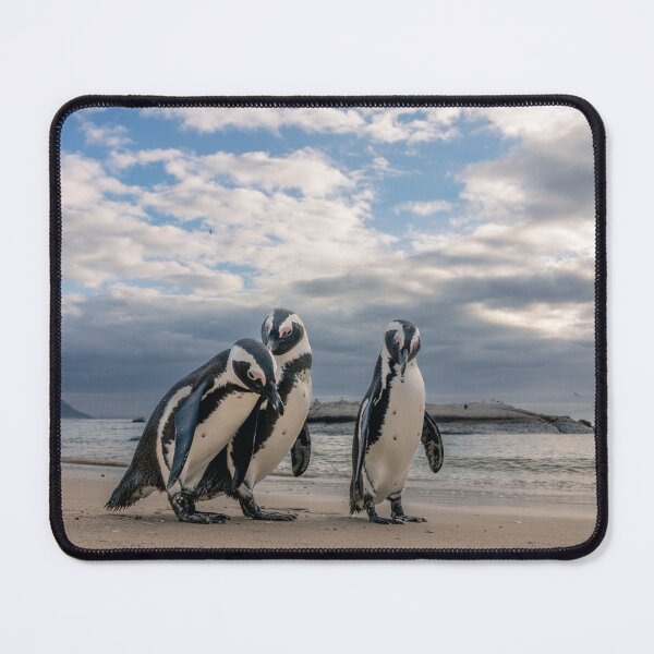 Item preview, Pinguins on Boulders Beach designed and sold by Koolmees.