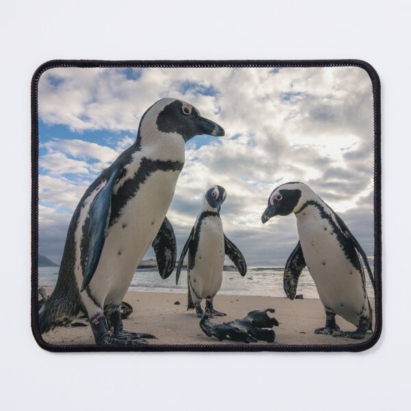 Item preview, Close up of African penguins on Boulders Beach designed and sold by Koolmees.