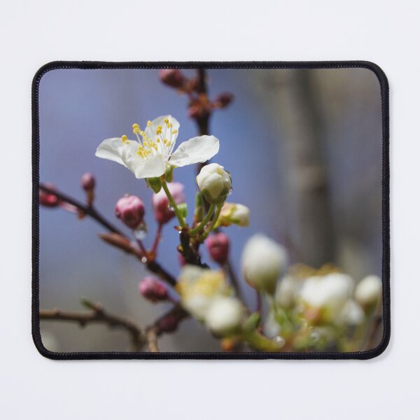 Item preview, Cherry blossoms and plum blossoms in spring with a white background designed and sold by Binas-gallery.