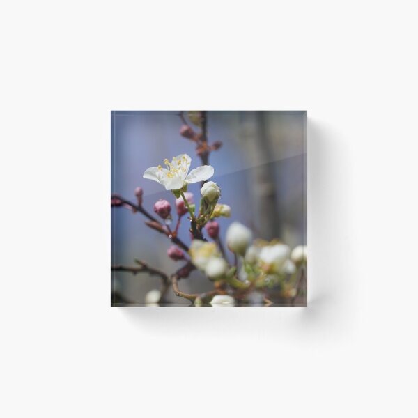 Item preview, Cherry blossoms and plum blossoms in spring with pink background designed and sold by Binas-gallery.