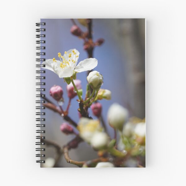 Item preview, Cherry blossoms and plum blossoms in spring with pink background designed and sold by Binas-gallery.