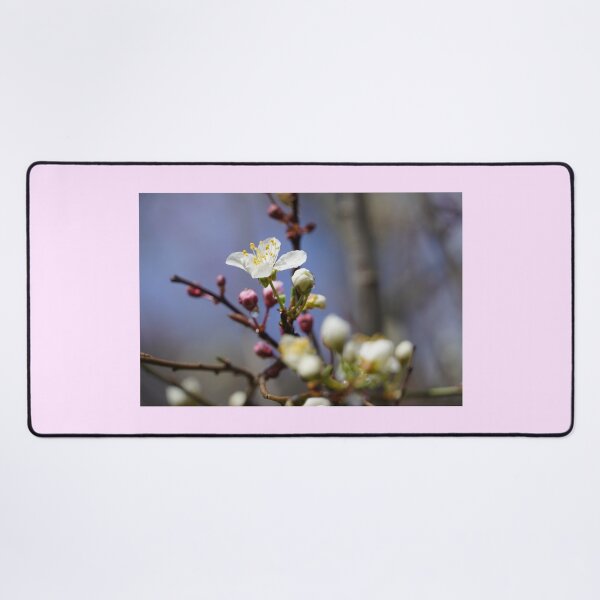 Item preview, Cherry blossoms and plum blossoms in spring with pink background designed and sold by Binas-gallery.