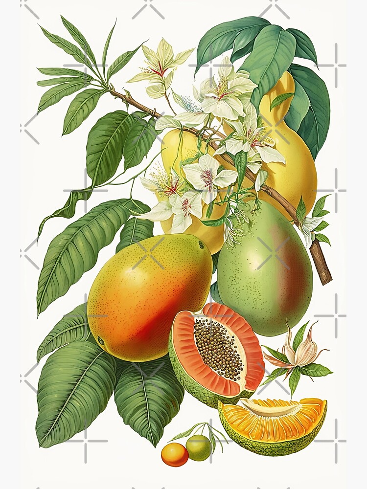 vintage botanical illustration of tropical fruits on the branch, mango,  papaya | Poster