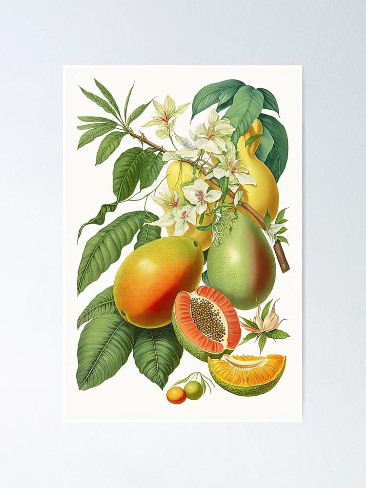 vintage botanical illustration of tropical fruits on the branch, mango,  papaya Poster for Sale by Anastasia-Shkut