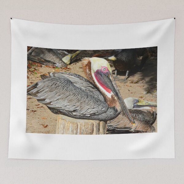 Item preview, Resting Brown Pelican designed and sold by LisaWootenPhoto.