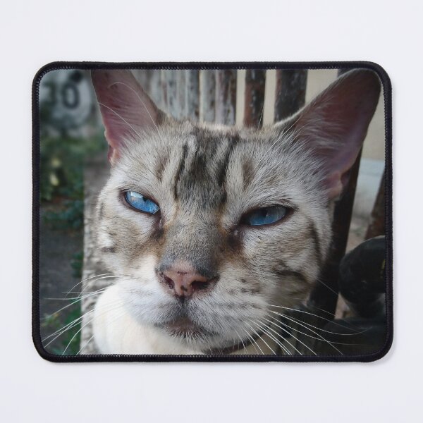 Item preview, Curious Kitty, Loubille. Street cats, wild felines and cute kitties portraits. designed and sold by JonDelorme.
