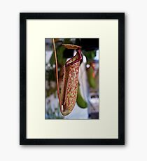 A pitcher plant Framed Print