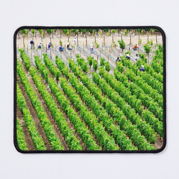 Item preview, Vineyard times - Far Niente Napa Valley designed and sold by Audrey Krüger.