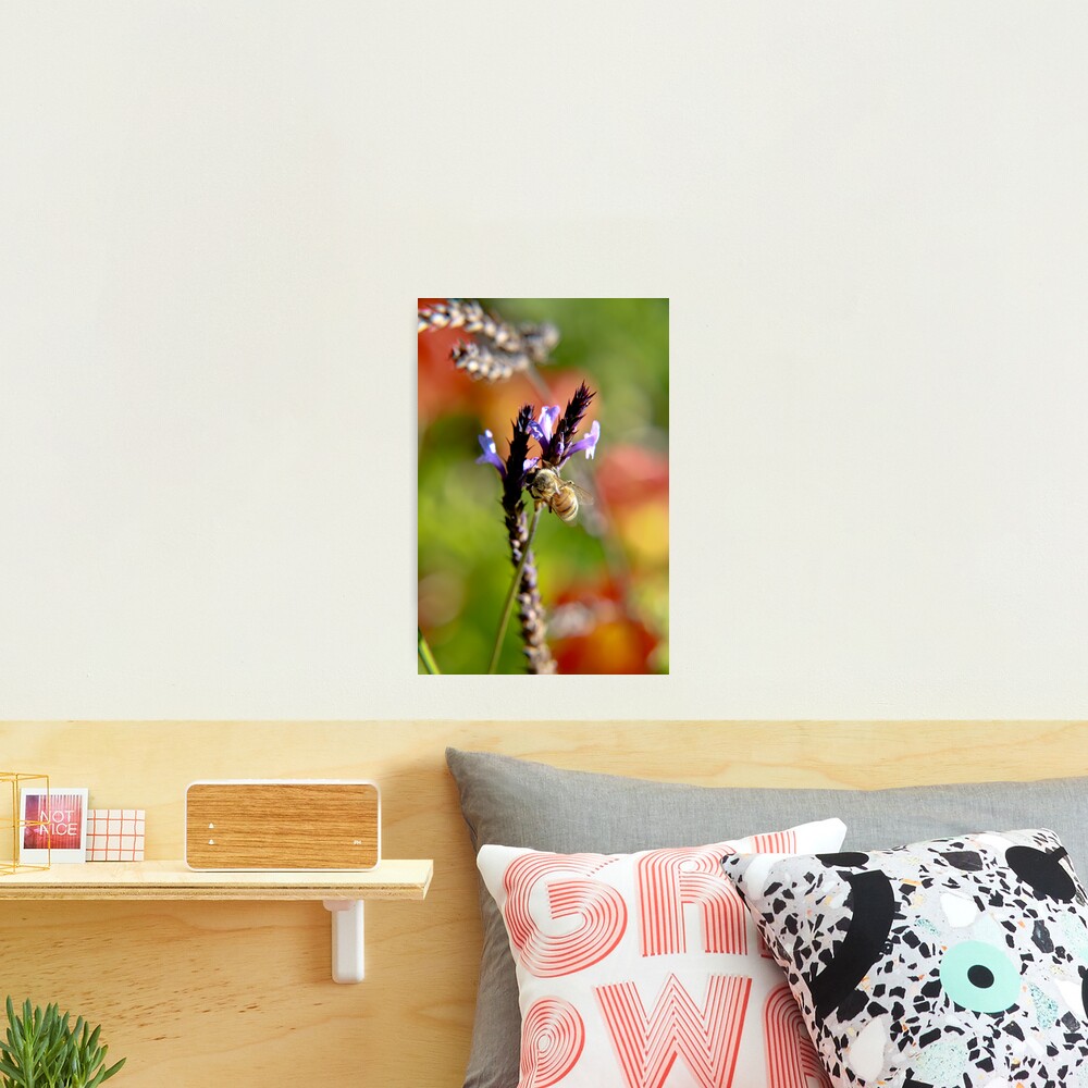 Bee on Lavender Photographic Print