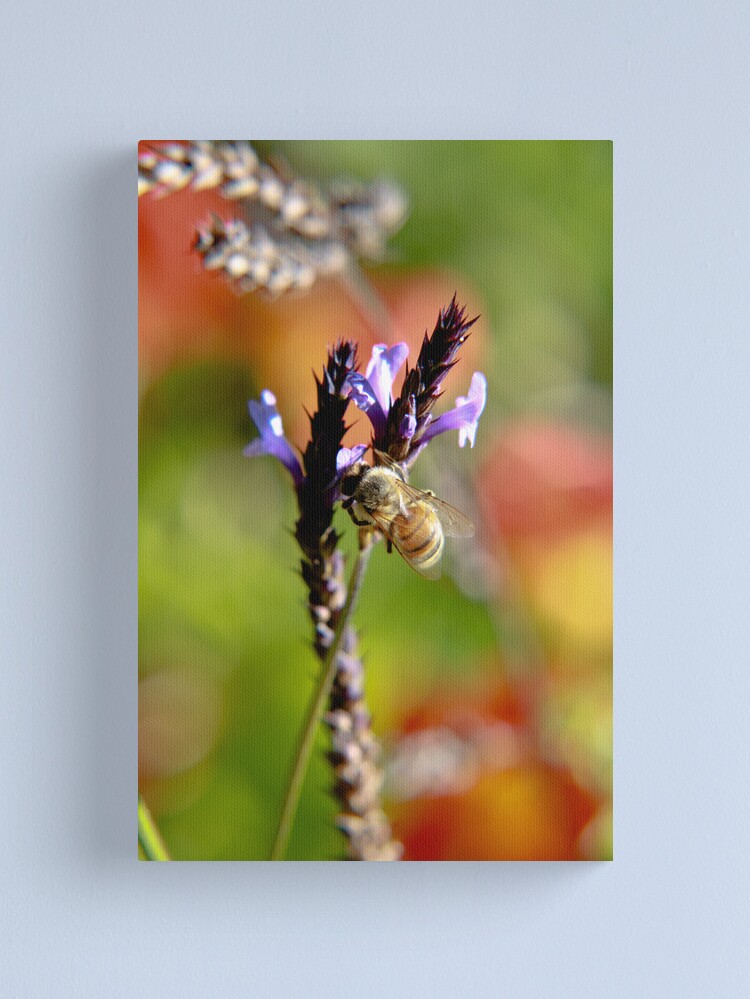 Thumbnail 1 of 3, Canvas Print, Bee on Lavender designed and sold by mistered.