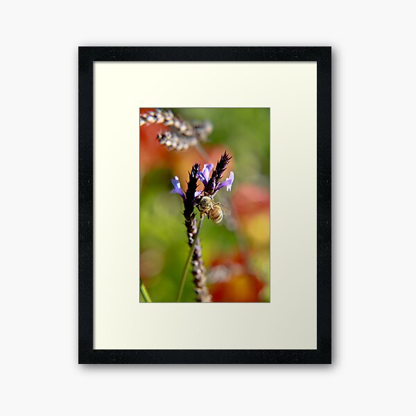 Bee on Lavender Framed Art Print