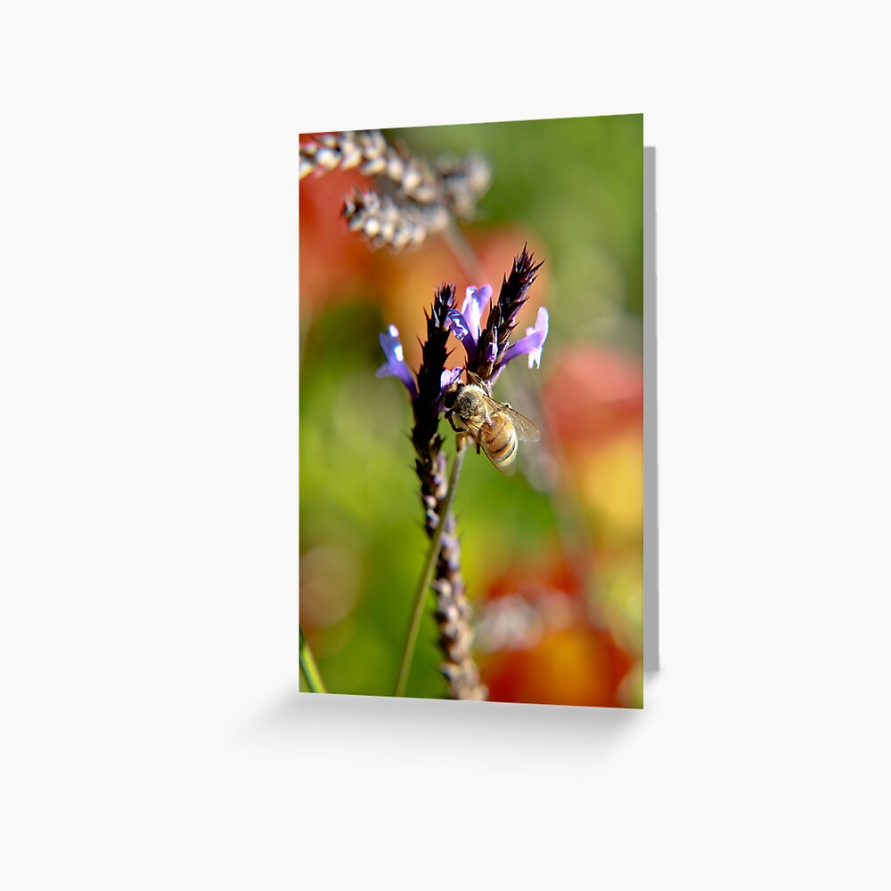 Bee on Lavender Greeting Card