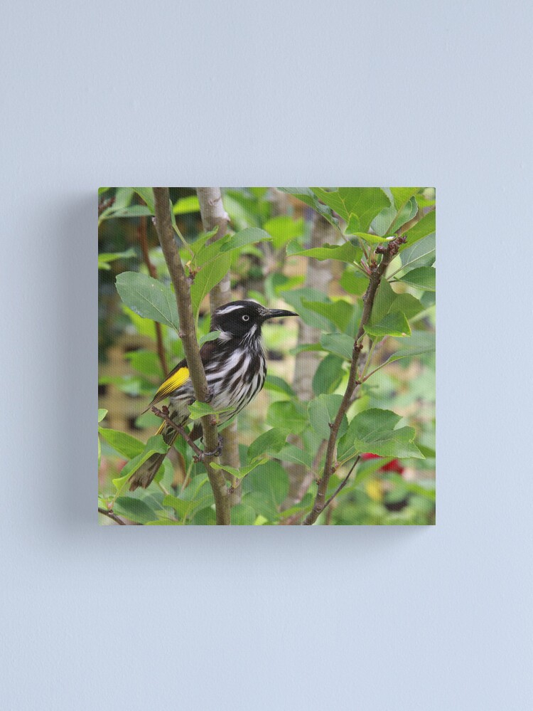 Alternate view of New Holland Honeyeater Canvas Print