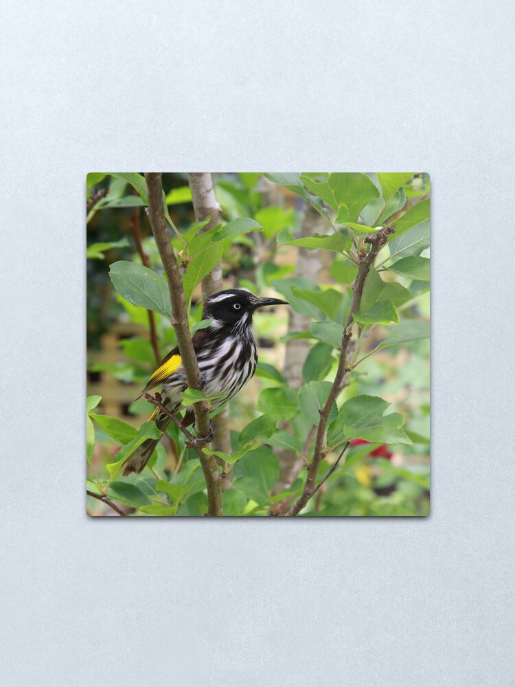 Alternate view of New Holland Honeyeater Metal Print