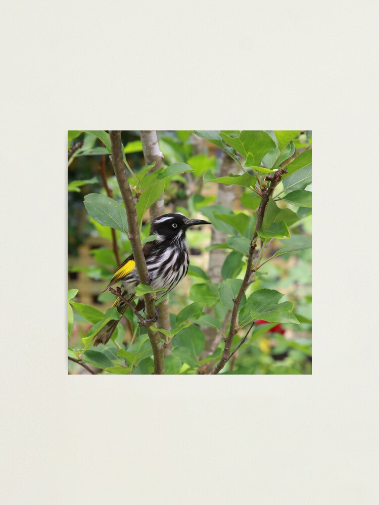 Alternate view of New Holland Honeyeater Photographic Print